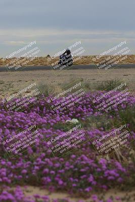 media/Jan-14-2023-SoCal Trackdays (Sat) [[497694156f]]/Turn 14 Exit Bloomig (145pm)/